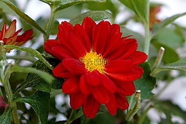 紅色雛菊,花卉,花園