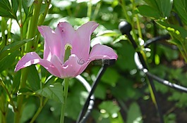 花園,鮮花,兔