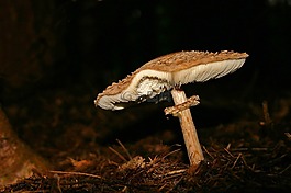 蘑菇,森林,真菌