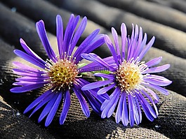花,開花,性質(zhì)