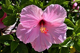 粉紅色的芙蓉,花,花的