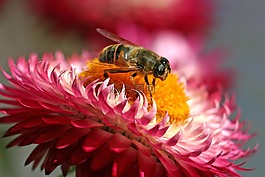 hoverfly,昆蟲,開花