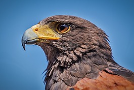 哈里斯鷹,parabuteo unicinctus,鳥