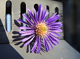花,開花,性質