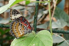 蝴蝶,昆蟲(chóng),自然