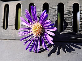 花,開(kāi)花,性質(zhì)