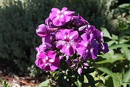 花,花園,紫