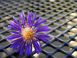 花,開花,性質(zhì)
