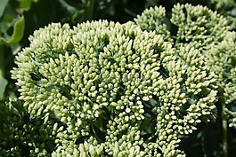 花,花園,綠色