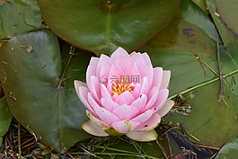 睡蓮,花,花園