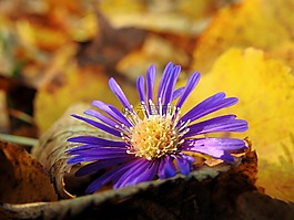 花,開花,枯萎