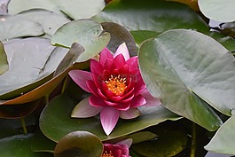 睡蓮,粉紅色,花園