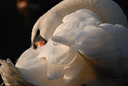天鵝,鳥,羽毛