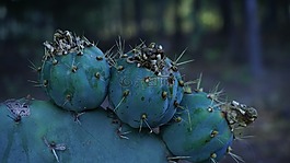 nopales,金枪鱼,espinas