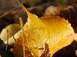 秋季,葉子,濕