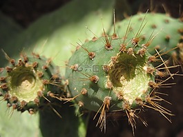 仙人掌,仙人球,榕籼稻