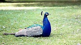 孔雀,鳥,自然