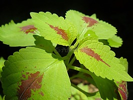 葉,自然,植物區(qū)系