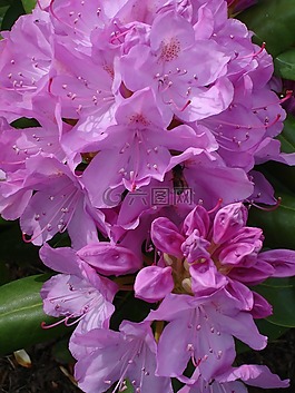 鮮花,紫,夏季