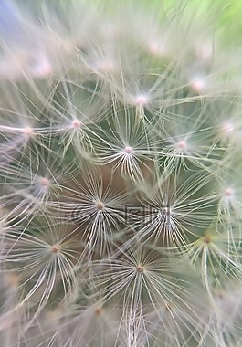 花,蒲公英,指出花