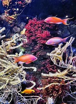 水族館,croisic,魚