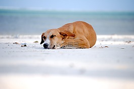 狗,狗睡,睡眠