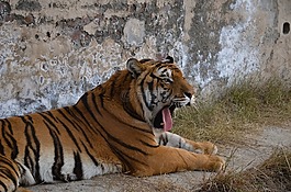 虎,野生動物,動物
