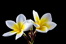 開花,花,白
