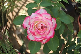 鮮花,玫瑰,開花