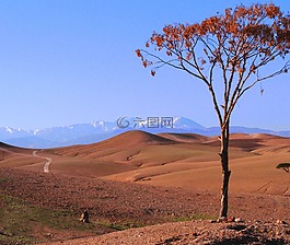 沙漠,摩洛哥,樹