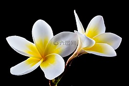 開花,花,白