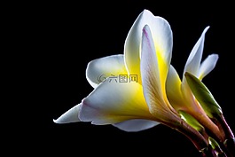 開花,花,白