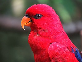 鸚鵡,鳥,金剛鸚鵡