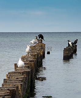 海,鳥的海鷗,立場