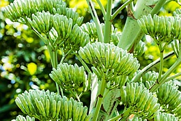 龍舌蘭花,龍舌蘭,花序