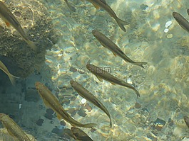 魚,克羅地亞,性質(zhì)