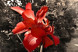 花,開花,春天