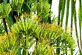 龍舌蘭花,龍舌蘭,花序