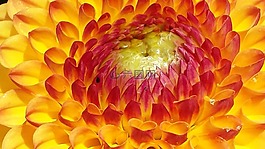嬌琴紗,黃色,花