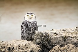 貓頭鷹,鳥,野生動物