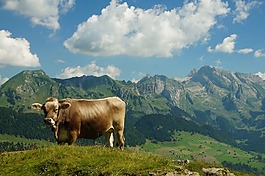 牛,查看,säntis