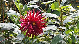 花,紅色,開花