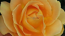 玫瑰,橙,花