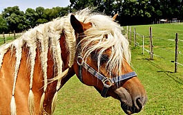 haflinger,马,鬃毛