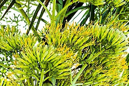龍舌蘭花,龍舌蘭,花序