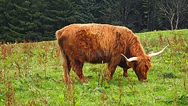 牛,蘇格蘭,動物