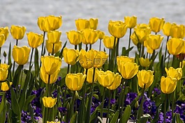 鮮花,郁金香,黃色