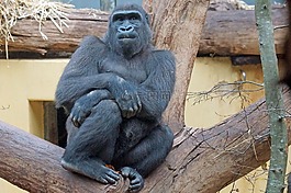 大猩猩,動物園,猿