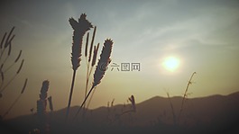 小麥,剪影,日落