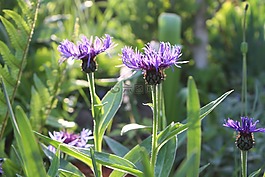 花,紫,花園